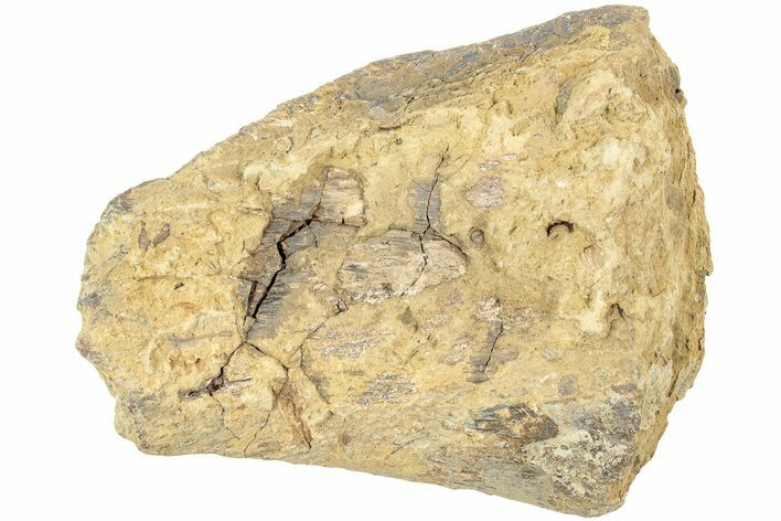 Fossil Dinosaur Bone Section - North Dakota #237671